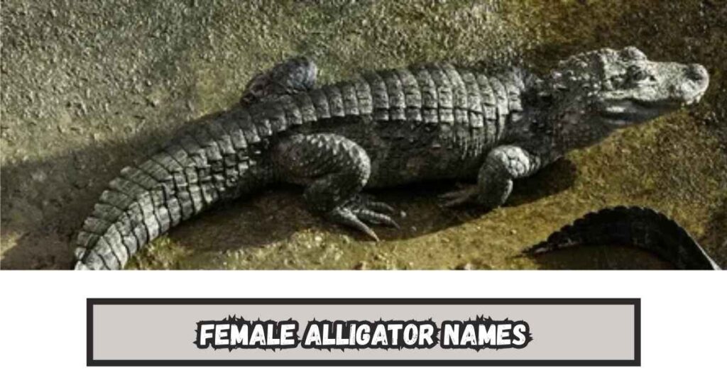 Female Alligator Names