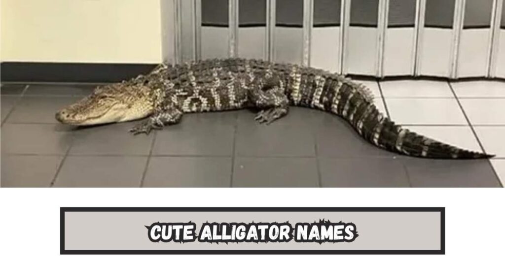 Cute Alligator Names