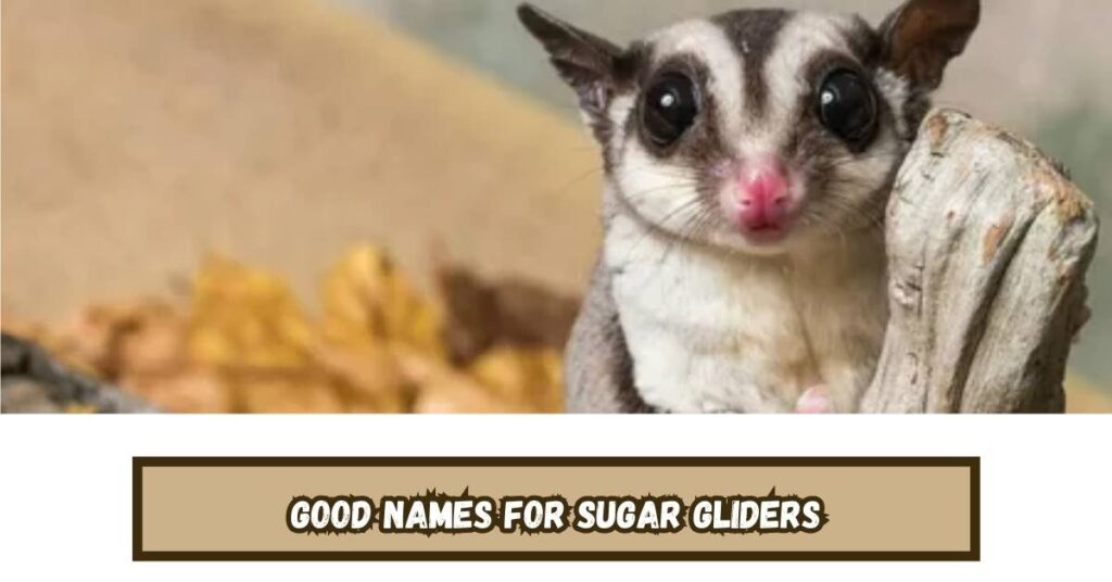 Good Names for Sugar Gliders