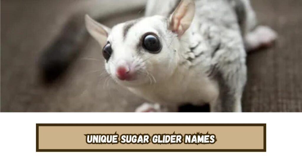 Unique Sugar Glider Names