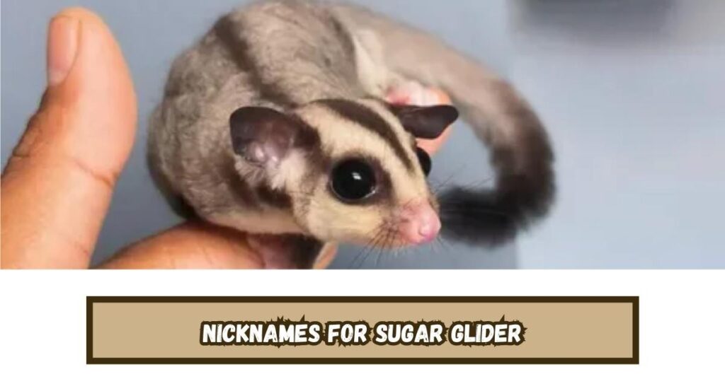 Nicknames for Sugar Glider