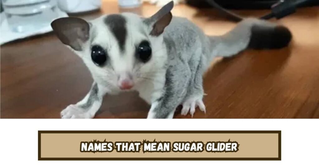 Names That Mean Sugar Glider
