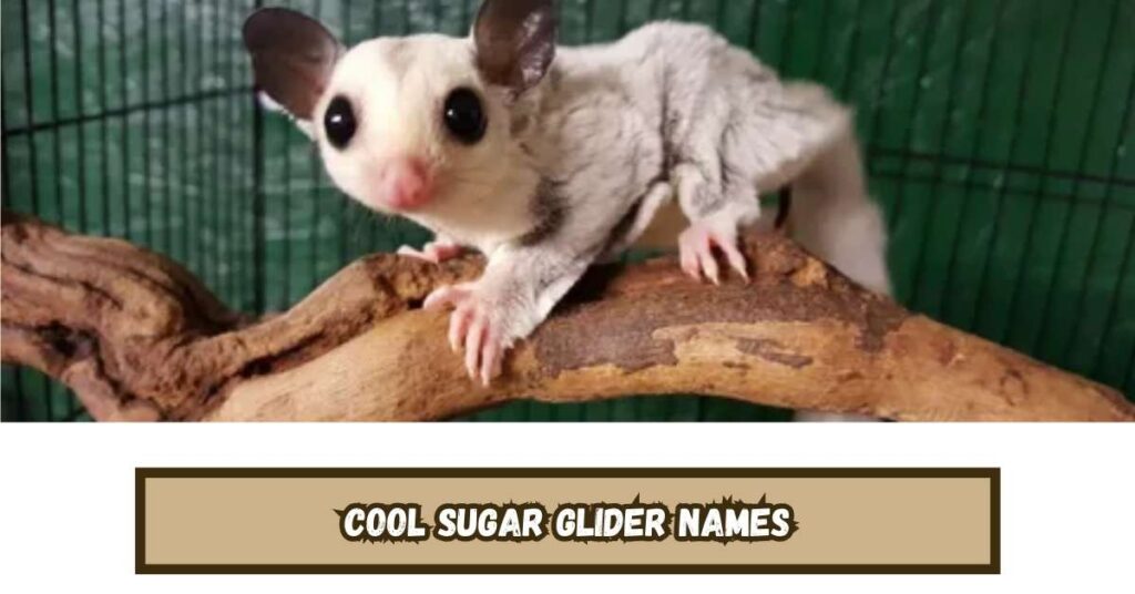 Cool Sugar Glider Names