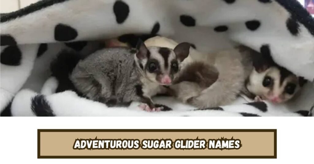 Adventurous Sugar Glider Names