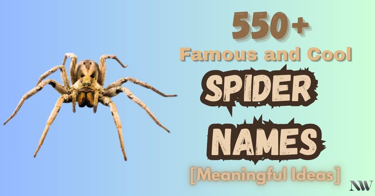 Spider Names