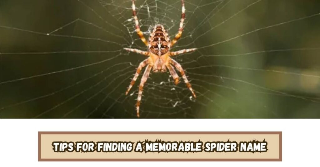 Tips for Finding a Memorable Spider Name