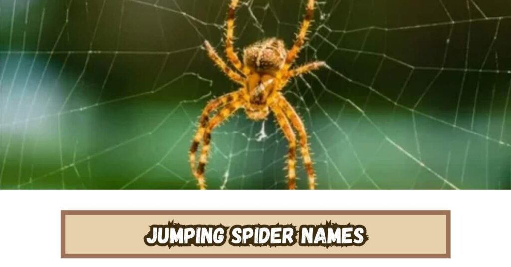 Jumping Spider Names