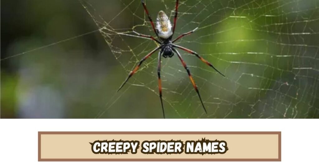 Creepy Spider Names