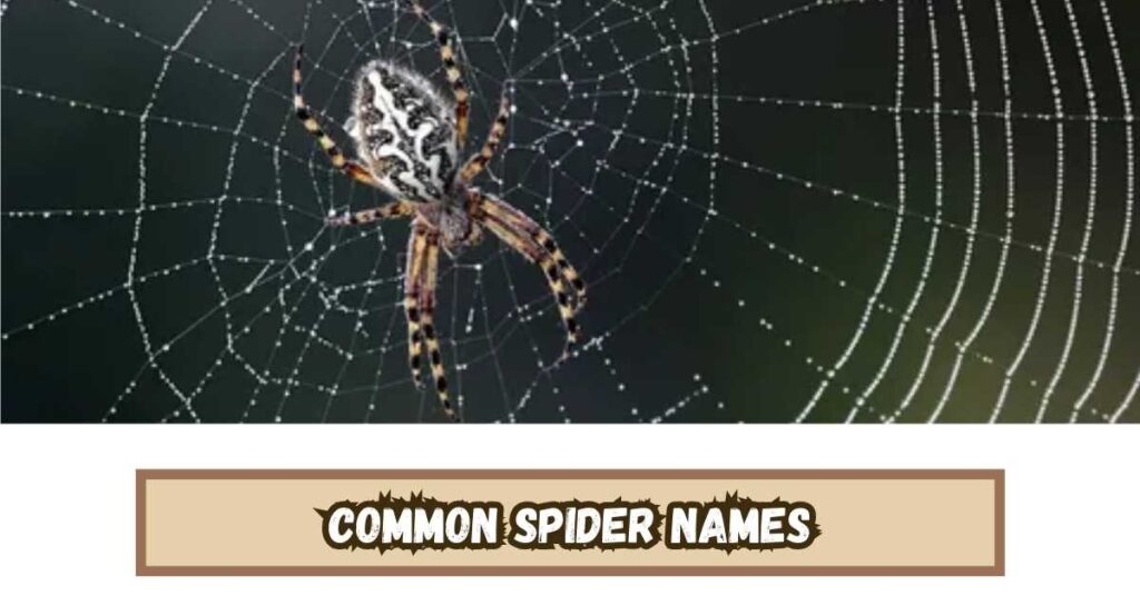 Common Spider Names