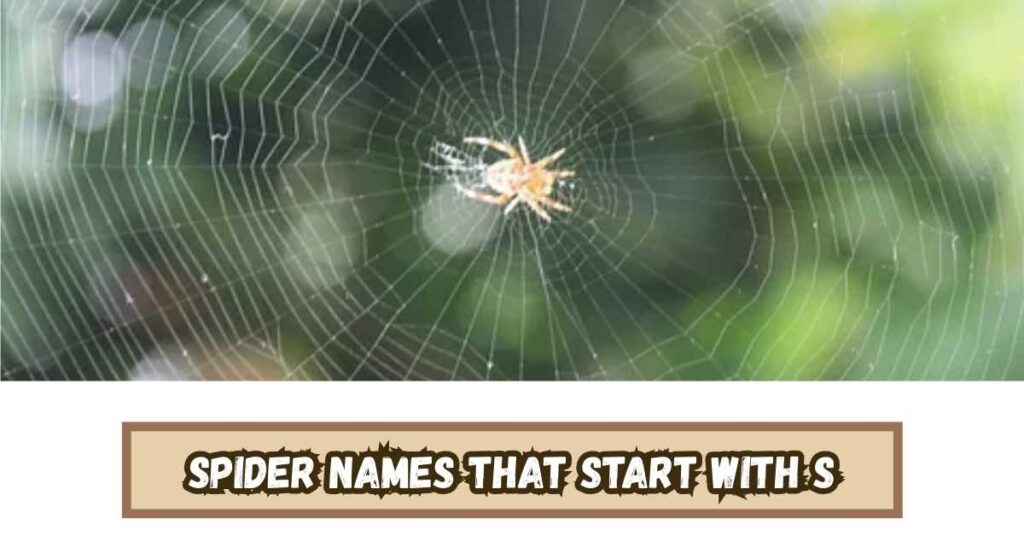Spider Names That Start With S