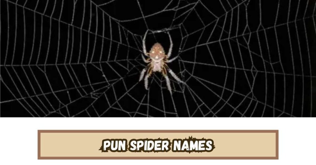 Pun Spider Names