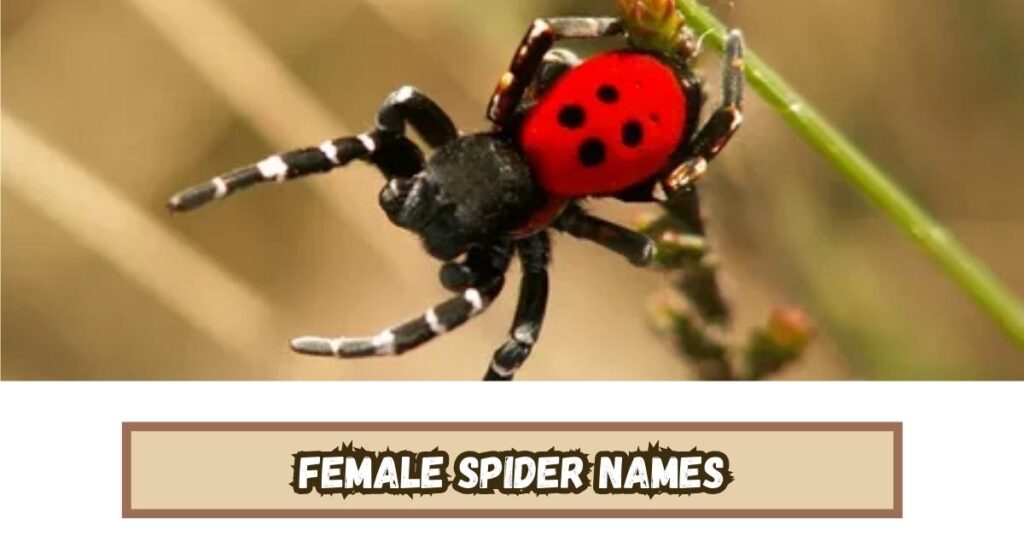 Female Spider Names