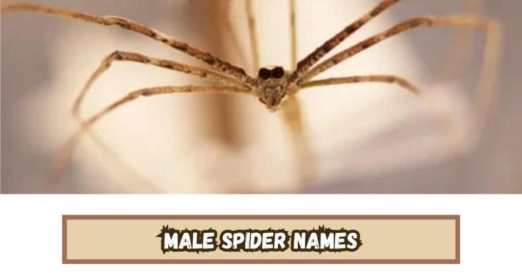 Male Spider Names