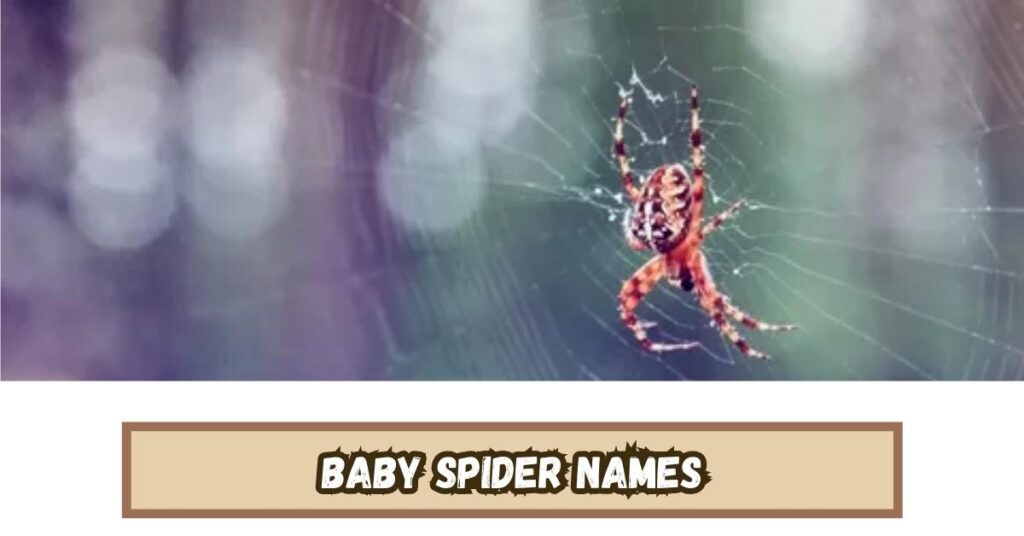 Baby Spider Names