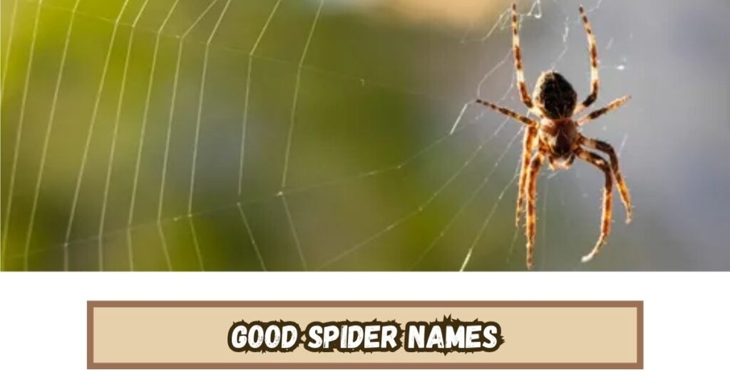 Good Spider Names