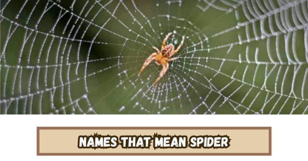Names That Mean Spider