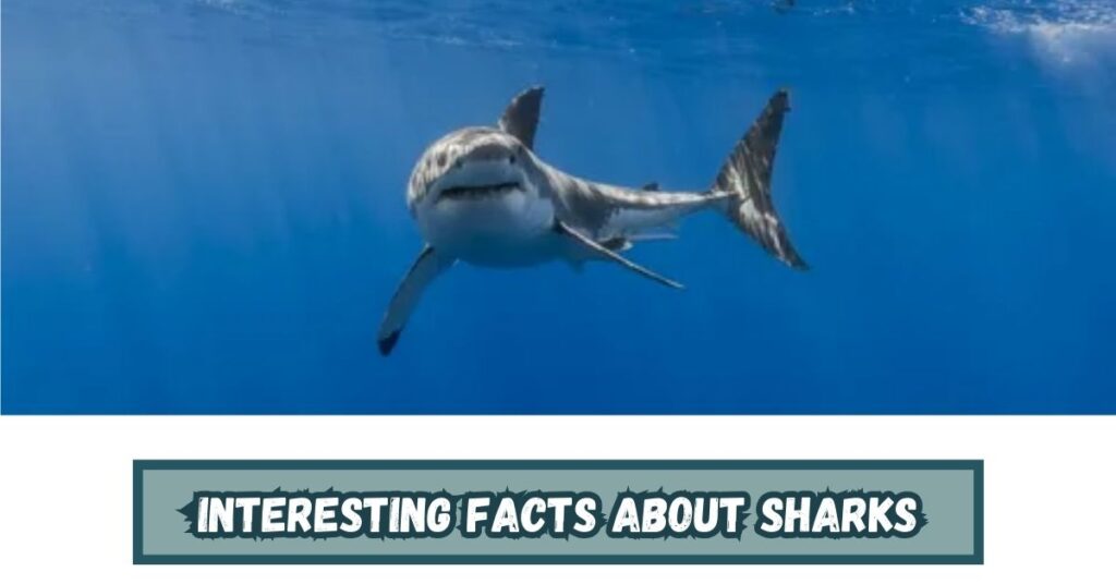 Comprehensive Shark Profile