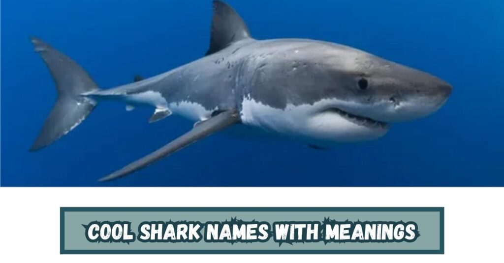 Cool Shark Names with Meanings