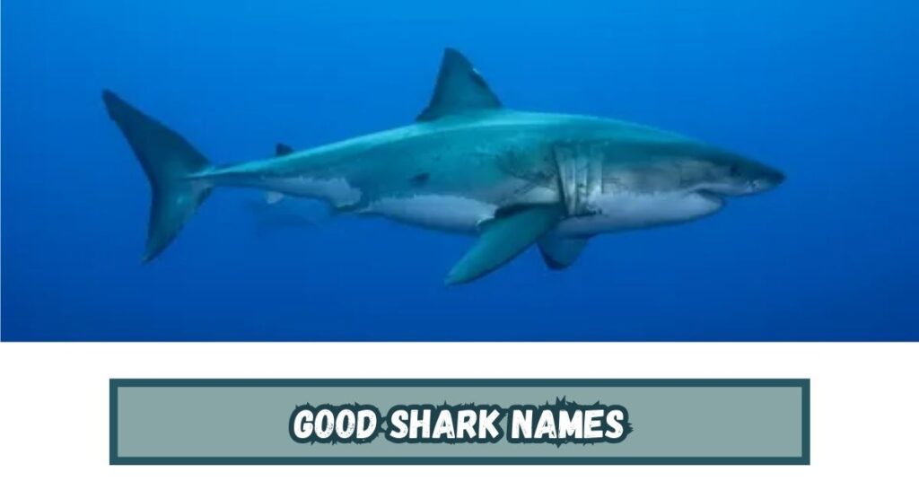 Good Shark Names