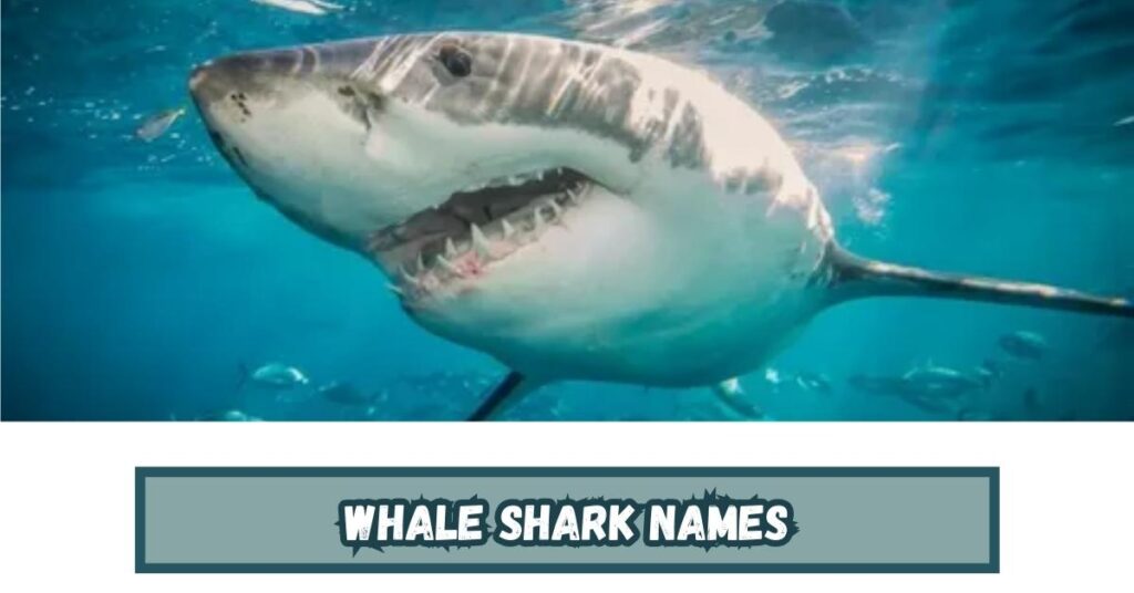 Whale Shark Names