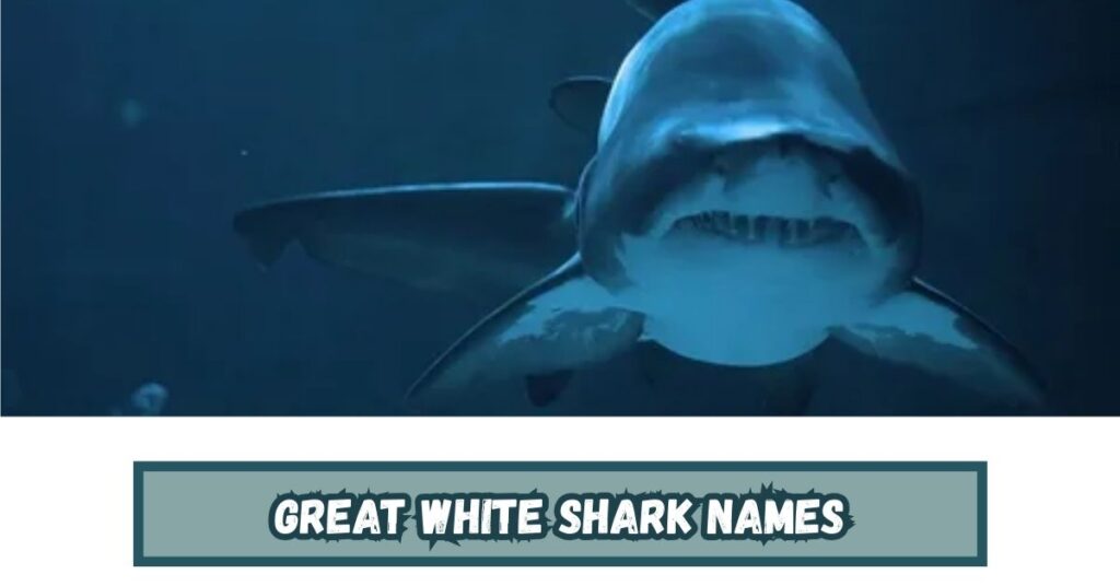 Great White Shark Names