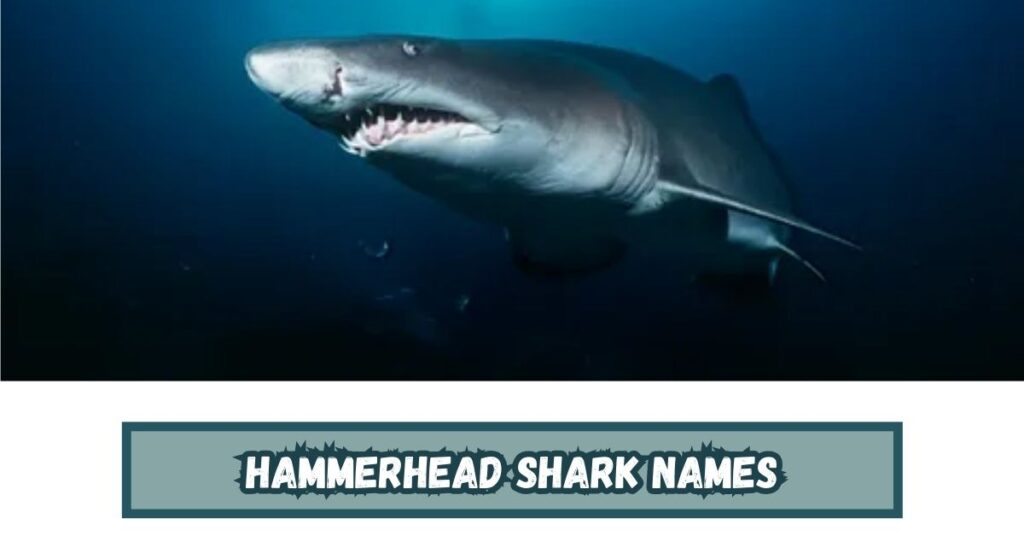 Hammerhead Shark Names