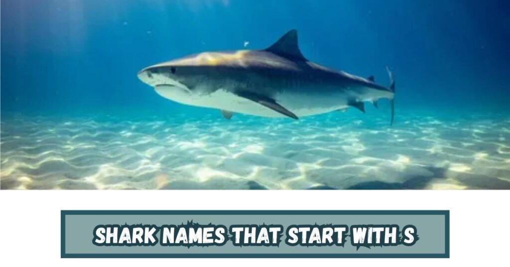 Shark Names That Start With S