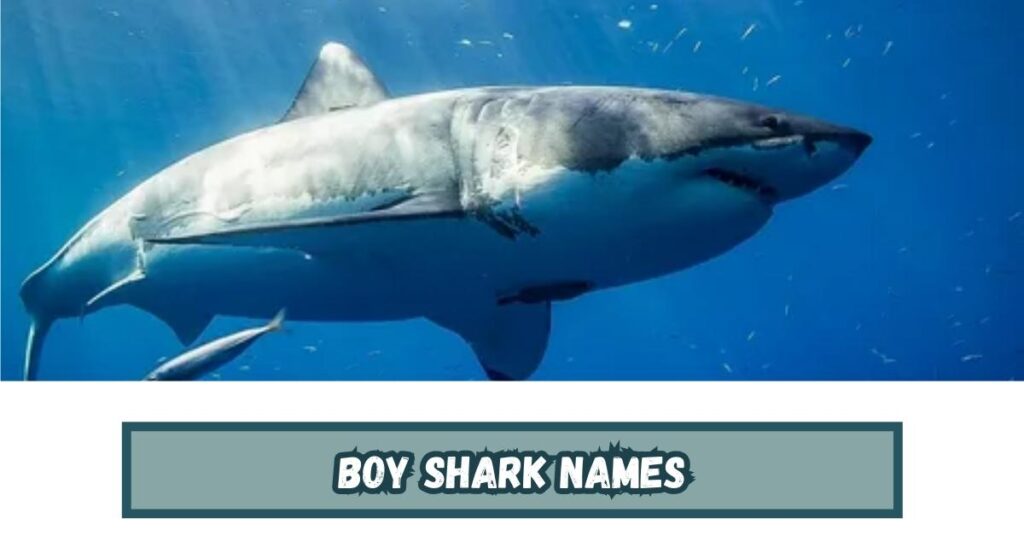 Boy Shark Names
