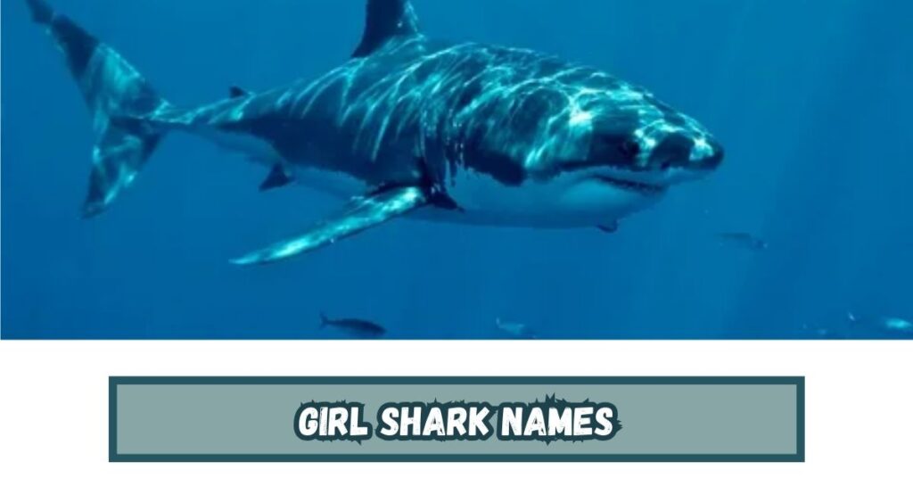 Girl Shark Names