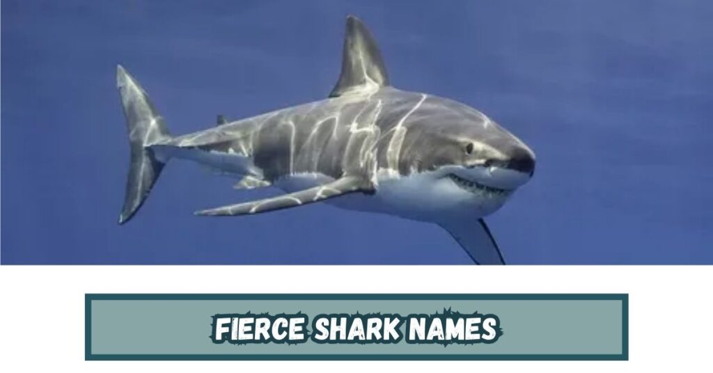 Fierce Shark Names