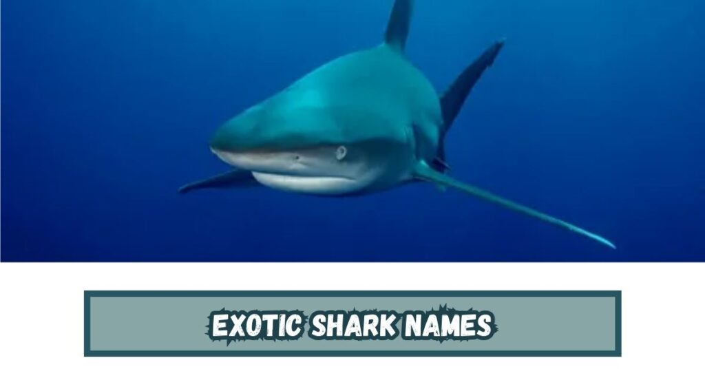 Exotic Shark Names