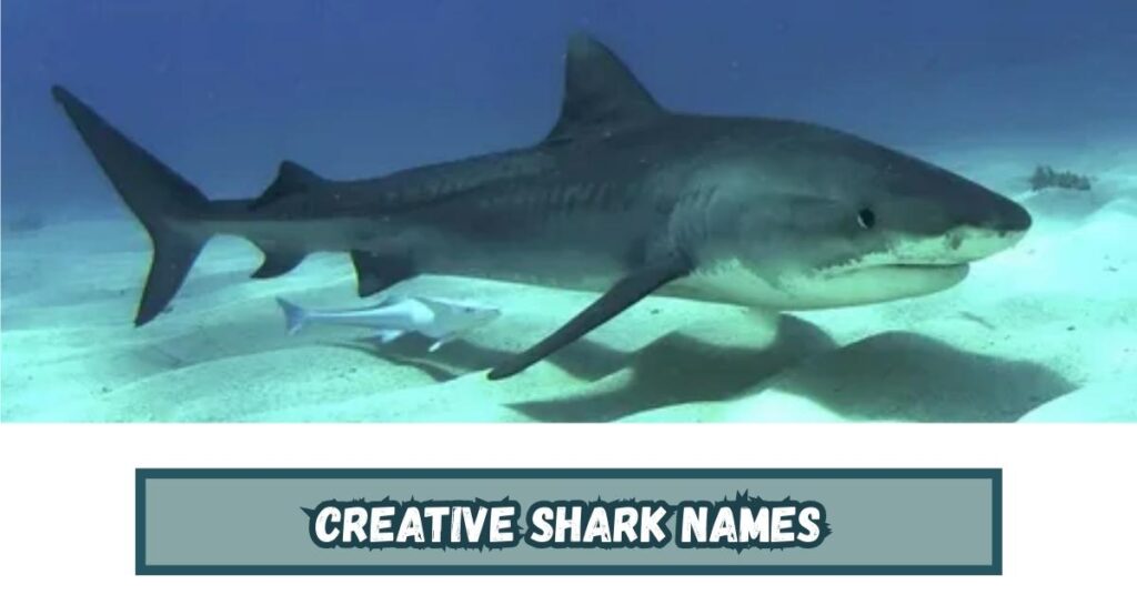 Creative Shark Names