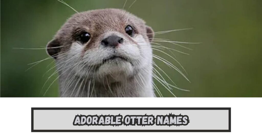 Adorable Otter Names