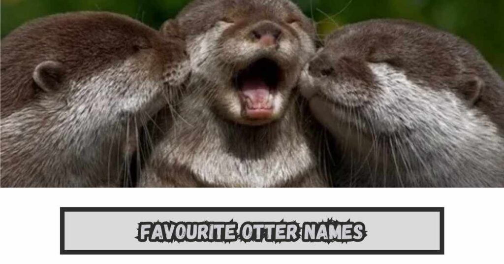 Favourite Otter Names