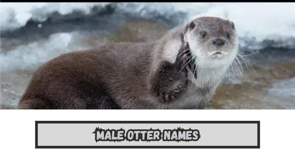 Male Otter Names