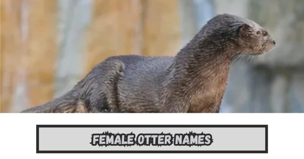 Female Otter Names