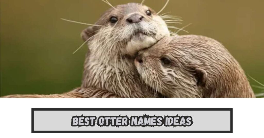 Best Otter Names Ideas