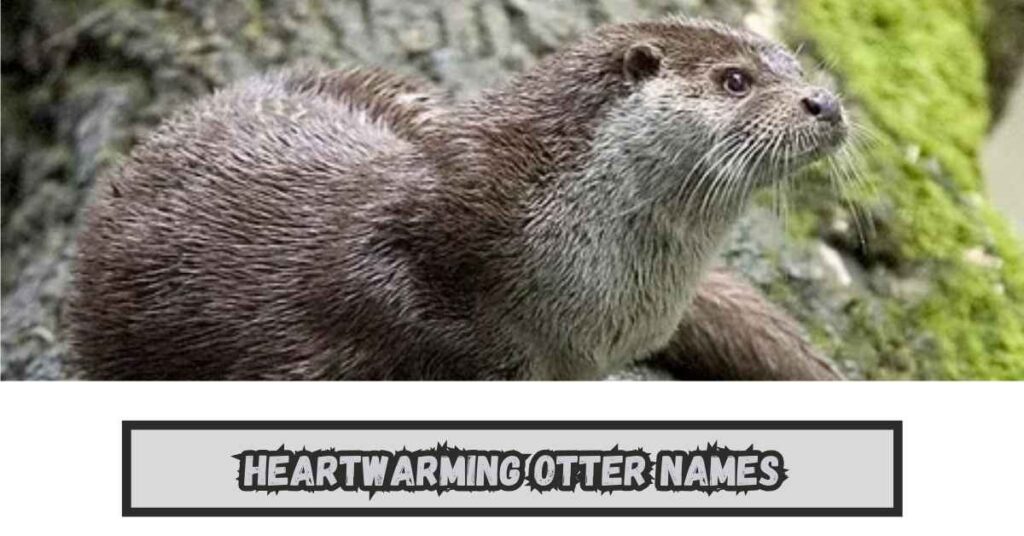 Heartwarming Otter Names