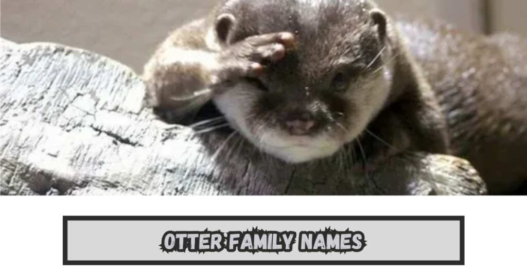 Otter Family Names