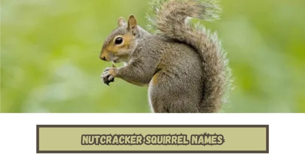 Nutcracker Squirrel Names