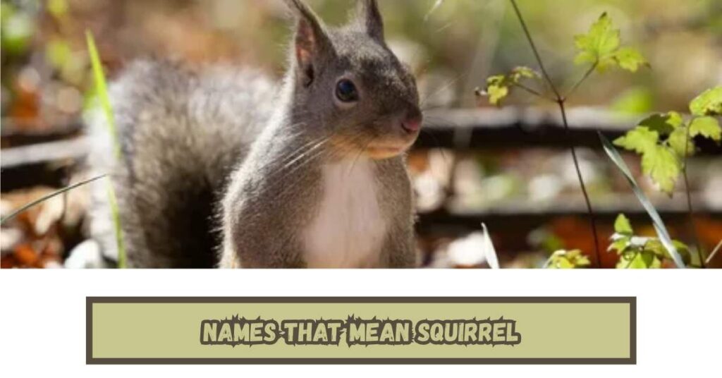 Names That Mean Squirrel