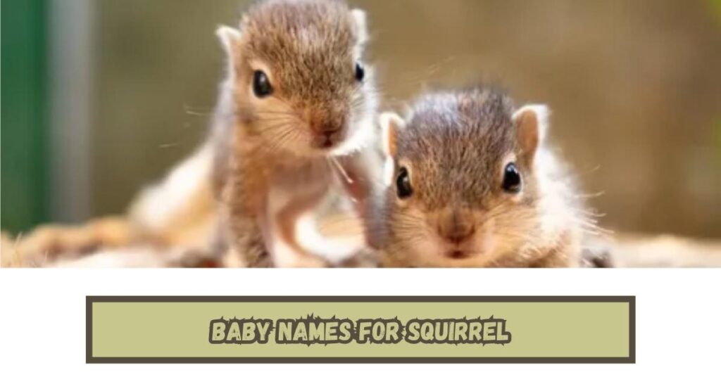 Baby Names for Squirrel