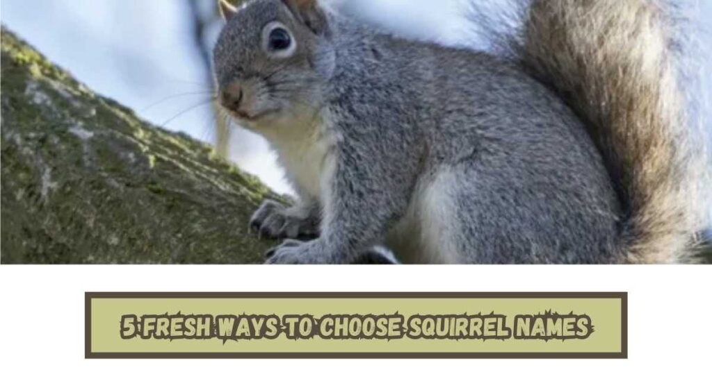5 Fresh Ways to Choose Squirrel Names