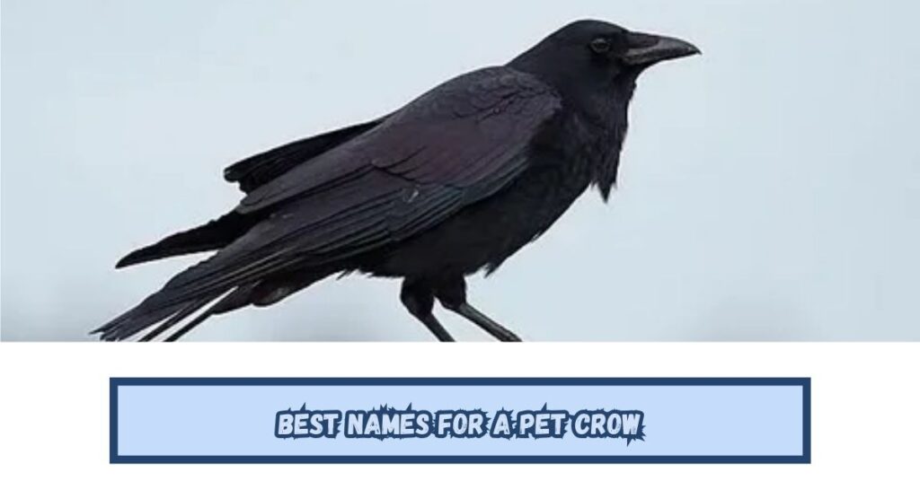 Best Names for a Pet Crow