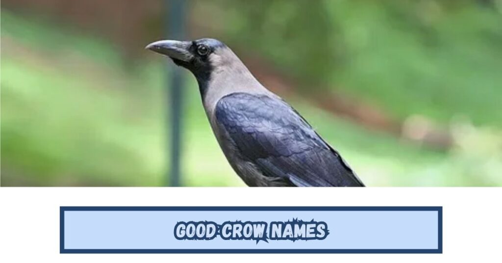 Good Crow Names