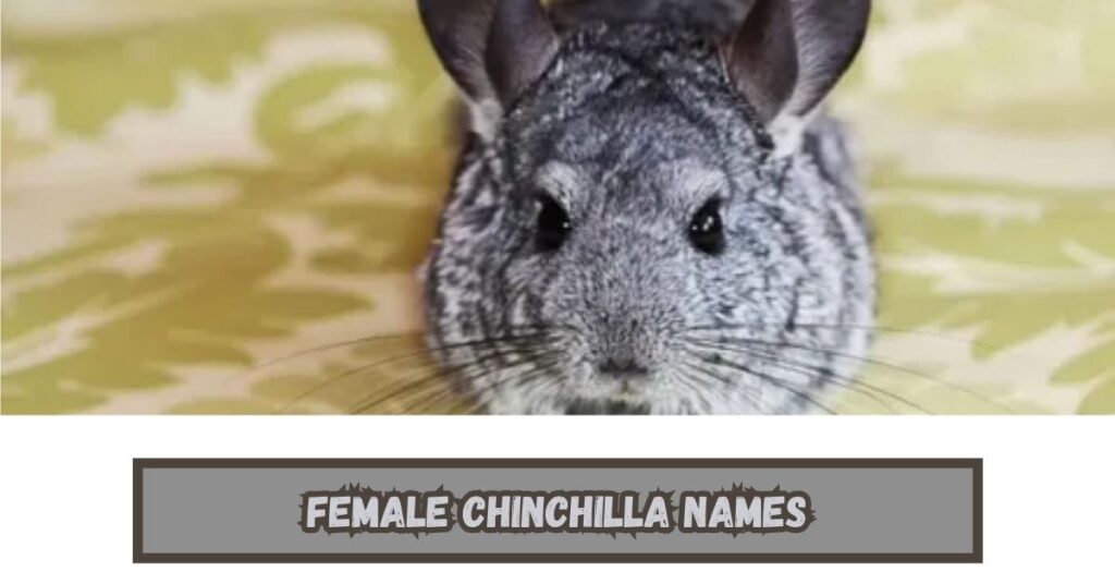 Chinchilla Names