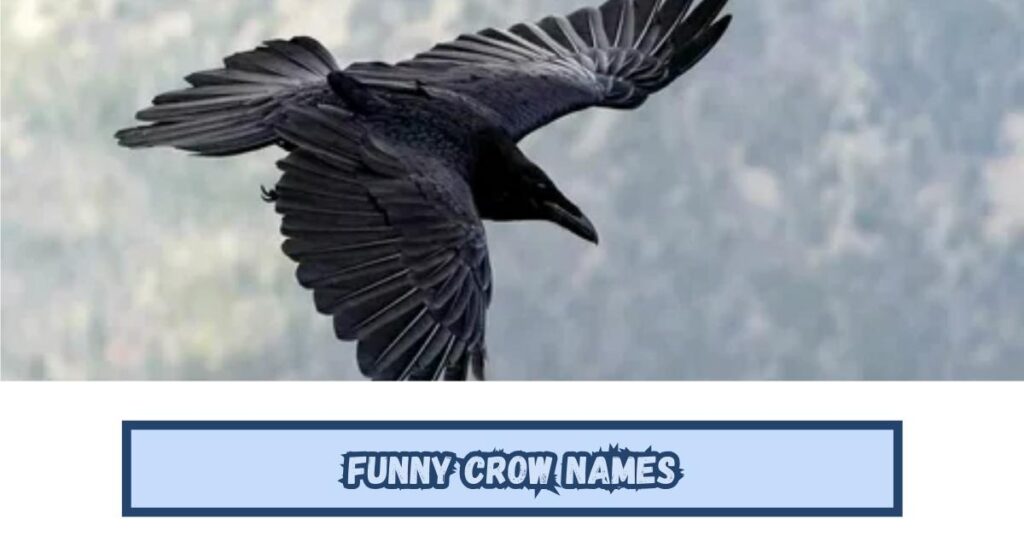 Funny Crow Names