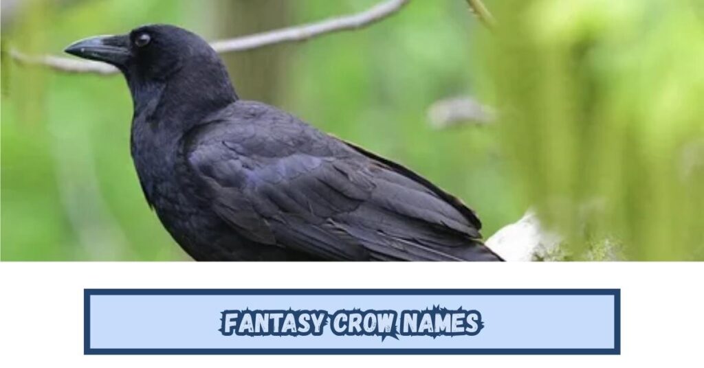 Fantasy Crow Names