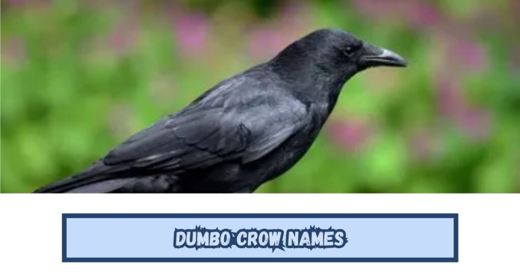 Dumbo Crow Names