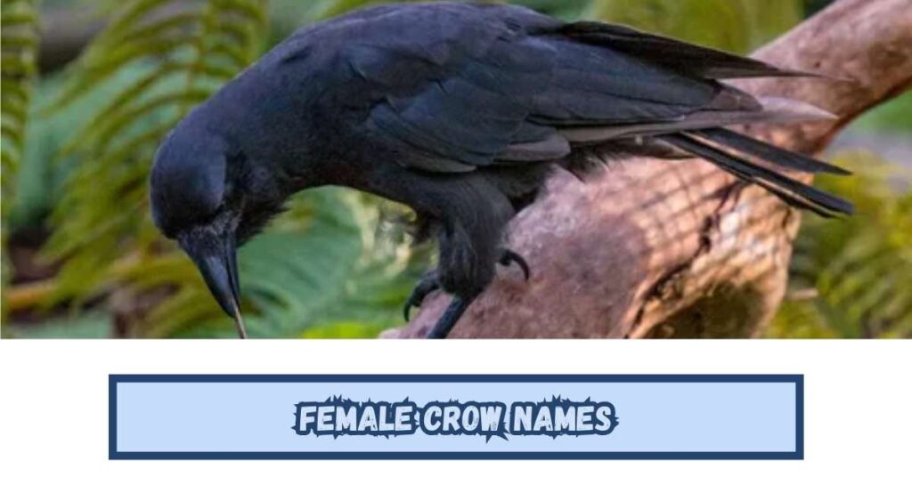 Female Crow Names